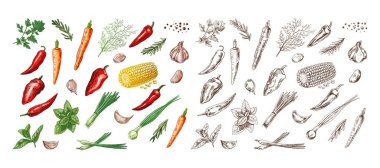 El yapımı renkli ve tek renkli otlar, sebzeler ve baharatlar. Lokanta ve kafelerin tasarımı için. Klasik illüstrasyon.