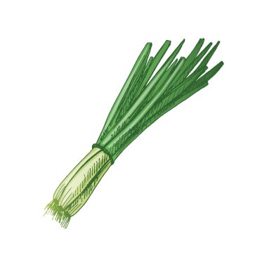 Organik yiyecekler. Taze soğanın elle çizilmiş vektör çizimi. Doodle vintage çizimi. Kafelerin ve etiketlerin menüsü için dekorasyonlar. Kabartmalı resim.