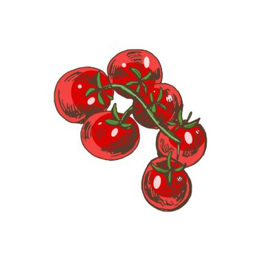 Çeri domateslerin el çizimi vektör çizimi. Doodle vintage çizimi. Kafelerin ve etiketlerin menüsü için dekorasyonlar. Kabartmalı resim.  