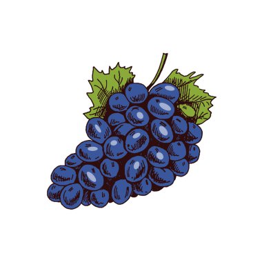 Organik yiyecekler. Bir demet üzümün el çizimi vektör çizimi. Doodle vintage çizimi. Menü ve etiketler için dekorasyonlar. Kabartmalı resim. 