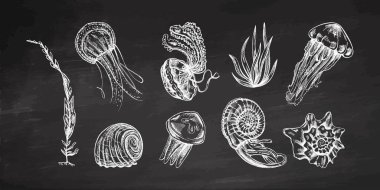 Deniz kabukları, denizanaları, ammonit, nautilus yumuşakçaları, yosun vektörü seti. Tahta arka planda elle çizilmiş çizim çizimi. Çeşitli okyanus canlılarının gerçekçi çizimlerinin koleksiyonu.