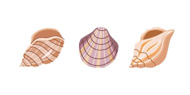 Sea shells vector set, mollusks. Flat illustration of various seashells on white background. Collection for stickers.	