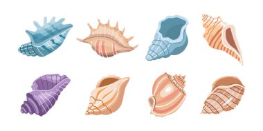 Sea shells vector set, mollusks. Flat illustration of various seashells on white background. Collection for stickers.	