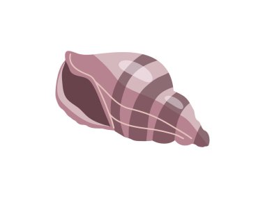Sea shells vector illustration, mollusks. Flat illustration of seashell on white background. Ocean element for stickers.	