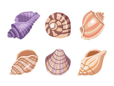 Sea shells vector set, mollusks. Flat illustration of various seashells on white background. Collection for stickers.	