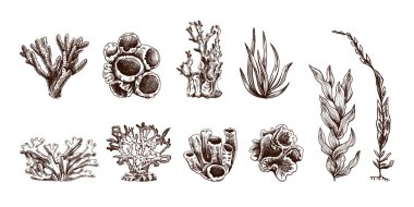 Elle çizilmiş çeşitli mercanlar ve yosun taşıyıcı kolleksiyonlar. Beyaz arka planda çeşitli resimlerin çizimi. Çıkartmalar için koleksiyon. İşlenmiş su elementi. Deniz koleksiyonu.