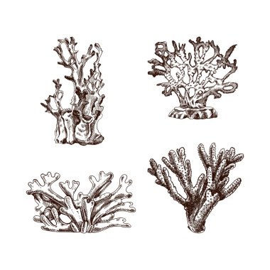 Hand-drawn sketch set of various corals. Tropical reef elements. Vector engraved illustrations. Best for nautical designs.	