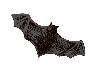 Geniş kanatlı bir Cadılar Bayramı yarasasının klasik el çizimi çizimi. Cadılar Bayramı dekoru, posterler, davetiyeler, desenler ve mevsimsel tasarımlar için oymalı ürkütücü gotik stil çizimi.