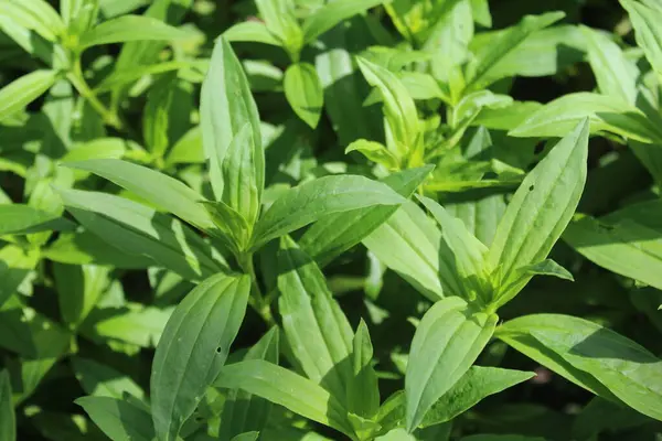 Caryophyllaceae ailesinin daimi bitkisi.