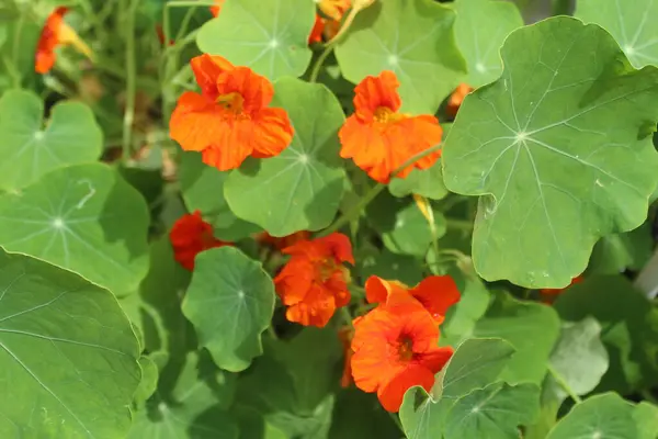 Tropeolum majus nasturzio Per 'e özgü Tropeolaceae familyasından bir bitki.