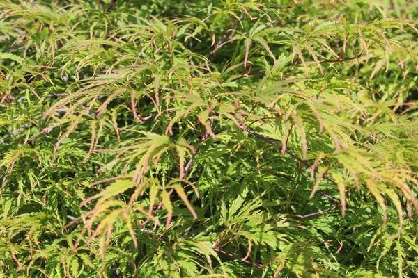 Japon akçaağacı, Sapindaceae ailesinin çalısı.