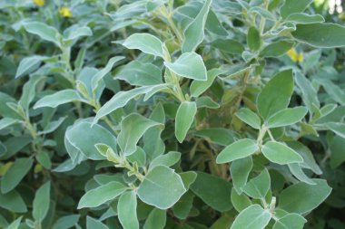 Kudüs bilgesi - sarı salvia, bilimsel adı Phlomis fruticosa L. Lamiaceae ailesine ait sarı, labiat şeklinde çiçekli uzun ömürlü bir çalılıktır..