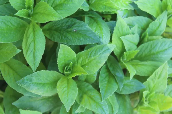 Lobelia Cardinalis, Kardinal çiçek (syn. L. fulgens, çan çiçekleri familyasından Amerika kıtasında yetişen bir bitki türüdür., 
