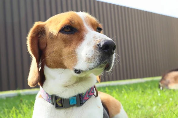 Zbliżenie Beagle Tle Zielonej Trawy Estoński Pies Myśliwski Wielki Siedzi — Zdjęcie stockowe