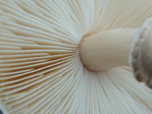 stock image Close up of gills of agaric mushroom?. Lamella of a big white mushroom abstract background macro close up