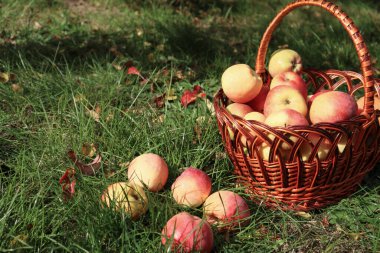 Sonbaharda kırmızı elmalı sepet. Kırmızı elmalar sepetten düştü. Sepetteki organik elmalar. Meyve bahçesi. Bahçe