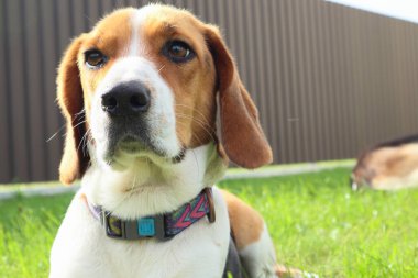 Beagle 'ın yeşil çim arka planına yakın çekim. Estonya tazısı parkta çimlerin üzerinde oturan büyük av köpeği. Estonya tazısı arka plandaki çimlere yaklaşıyor. Bir köpeğin portresi