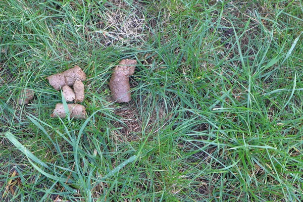 狗便便 狗在公园的绿草上 草甸上堆满了新鲜的狗屎 清理狗排泄物 — 图库照片