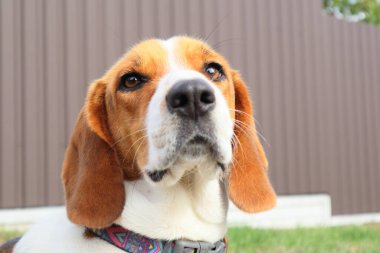 Beagle 'ın yeşil çim arka planına yakın çekim. Estonya tazısı parkta çimlerin üzerinde oturan büyük av köpeği. Estonya tazısı arka plandaki çimlere yaklaşıyor. Bir köpeğin portresi