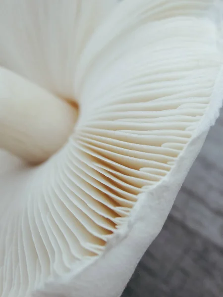 Close Gills Agaric Mushroom Lamella Big White Mushroom Abstract Background — Stock Photo, Image
