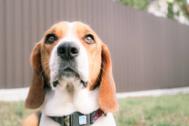 Beagle 'ın yeşil çim arka planına yakın çekim. Estonya tazısı parkta çimlerin üzerinde oturan büyük av köpeği. Estonya tazısı arka plandaki çimlere yaklaşıyor. Bir köpeğin portresi