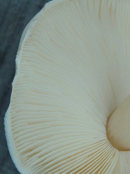 Close Mushroom Gills Abstract Nature Background Macro Shot Mushroom Gills — Stock Photo, Image