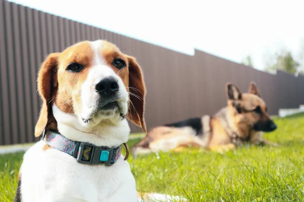 Joven Beagle Encuentra Con Pastor Alemán Hierba Verde Lindo Perro — Foto de Stock