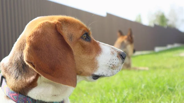Ung Beagle Ligger Med Schäfer Det Gröna Gräset Söt Estnisk — Stockfoto