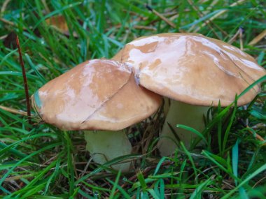 Ormanda yenilebilir yağlı mantar sarısı boletus. Mantar Suillus Luteus ormanda. Mantarlar sonbahar güneşli bir günde ormanda yağlıdır.