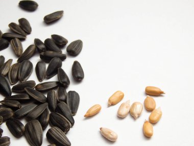 Beyaz arka planda izole edilmiş ayçiçeği tohumu. Beyaz arka planda izole edilmiş lezzetli ayçiçeği tohumlarının yakın çekimi. Ay çekirdeği yığını