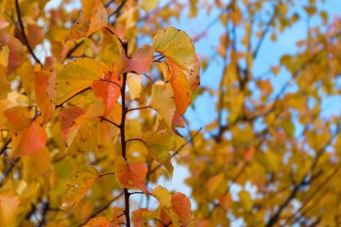 Sonbahar manzarası. Mavi gökyüzüne karşı sarı kayısı yaprakları. Bahçede sonbahar.