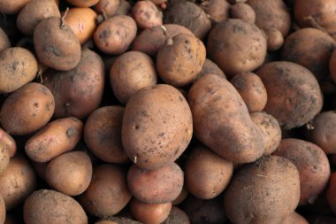 Topraklı taze organik patates hasadı. Çiftçi Pazarı - Organik Patates