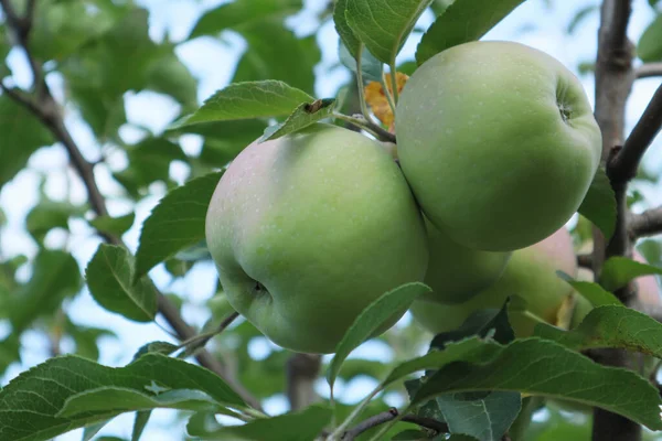 stock image green apples on the tree.Green apples on a branch ready to be harvested, outdoors, selective focus