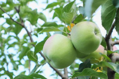 Ağaçtaki yeşil elmalar. Bir daldaki yeşil elmalar hasat edilmeye hazır, açık havada, seçici bir odak noktası.