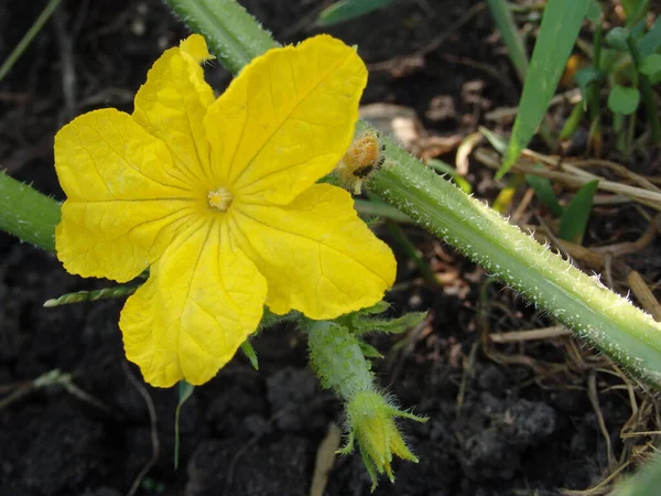 Uma Flor Pepino Amarelo Que Cresce Uma Fábrica Macro Uma — Fotografia de Stock