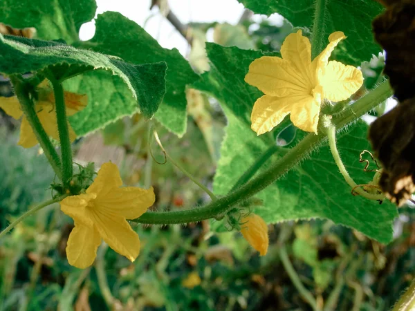 Žlutá Okurka Která Roste Rostlině Makro Žluté Okurkové Květiny Nezralá — Stock fotografie