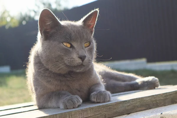 Brytyjski Krótkowłosy Kot Niebieskim Szarym Futrem Śpiący Drewnianej Ławce Światła — Zdjęcie stockowe