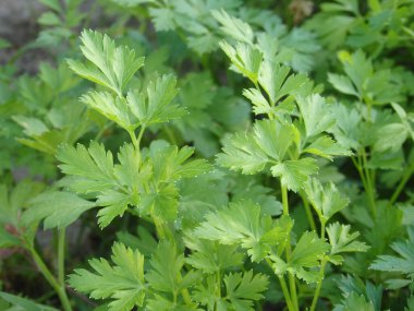 Çiçek tarhında taze yeşil maydanoz. Çevre yemeği. Bahçede organik tarım. Baharatlar: Taze maydanoz yaprakları
