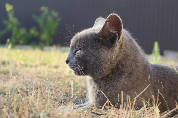 イギリスの短剣猫の肖像画 黄色の目の夕日の性質を持つ灰色の猫 — ストック写真