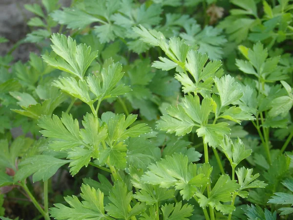 stock image Fresh green parsley on flowerbed. Eco food. Organic cultivation in the garden. Spices: Fresh parsley leaves