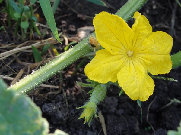 Žlutá Okurka Která Roste Rostlině Makro Žluté Okurkové Květiny Nezralá — Stock fotografie