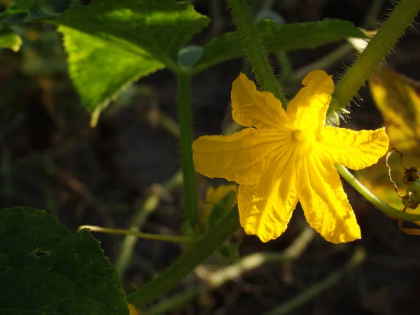 Uma Flor Pepino Amarelo Que Cresce Uma Fábrica Macro Uma — Fotografia de Stock