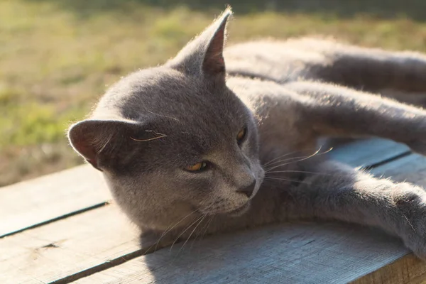 英国短毛猫 蓝色灰色毛皮睡在木制长椅上 日落灯 日落自然 — 图库照片