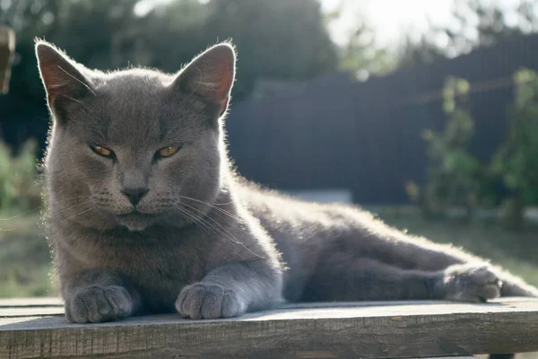 英国短毛猫 蓝色灰色毛皮睡在木制长椅上 日落灯 日落自然 — 图库照片