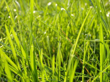 Taze yeşil çimlerden oluşan doğal bir bahar bahçesi. Parkta güneşli bir yaz gününde taze yeşil çimen. Soyut doğal arkaplan