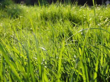 Taze yeşil çimlerden oluşan doğal bir bahar bahçesi. Parkta güneşli bir yaz gününde taze yeşil çimen. Soyut doğal arkaplan