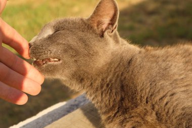 Güneşte güneşlenen gri bir İngiliz kedisi. Evcil, gri bir kedi, güneş ışınlarındaki ahşap bankta dinleniyor.