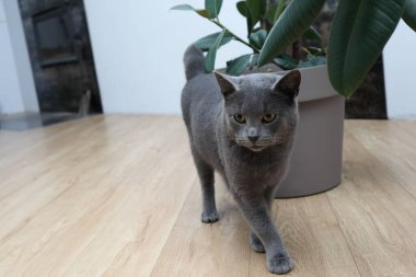 Şöminenin yanındaki gri İngiliz kedisi. Şirin gri İngiliz kısa hava kedisi evin içinde yürüyor. İngiliz Kısa Saçlı Kedisi modern iç mekanda yürüyor