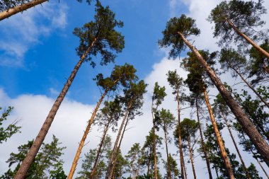 Sonbaharda ormanda çam ağacının altında. Sonbahar Çamlığı Kozalaklı Orman Ağacı 'na bakıyorum.