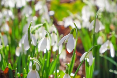 Spring snowdrop snowflake flowers blooms. Snowdrops, Galanthus nivalis, in flower in February. Snowdrops in the forest
